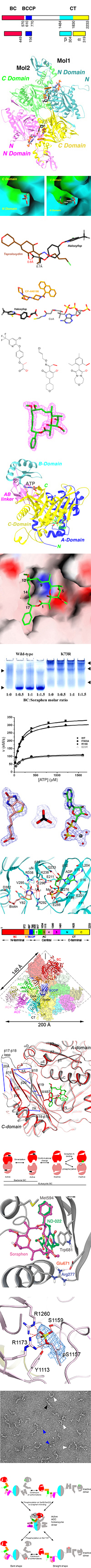 acetyl coa carboxylase reaction